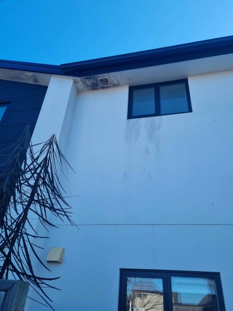 Mould cleaning christchurch